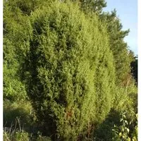 Gemeiner Wacholder 100-125cm - Juniperus communis - Sträucher, langlebige Pflanze mit einer Lebensdauer von über 500 Jahren, ideal für nährstoffarme Gärten und sonnige Standorte.