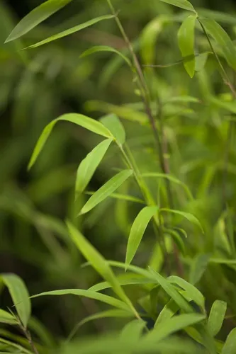 Fargesia nitida 'Great Wall' – Pflegeleichter Schirmbambus für Sichtschutz - Winterharte, immergrüne Heckenpflanze mit dichten, blickdichten Halmen. Ideal für Garten, Vorgarten oder Kübel. Schnellwachsend und robust, perfekt für dekorative Sichtschutzhecken.