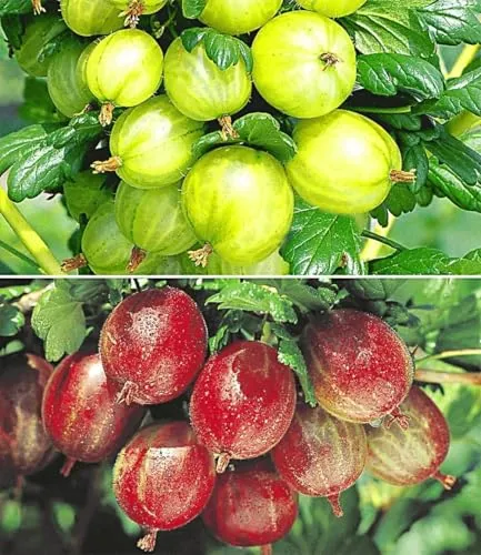 BALDUR Garten 2er Stachelbeer-Sträucher-Set - Winterhartes Set mit Ribes 'Gelbe Invicta®' und 'Rote Spinefree®' in 2-Liter-Töpfen. Ideal für sonnige bis halbschattige Standorte, sorgt für reichhaltige Ernte an schmackhaften Früchten.