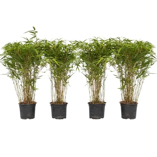 Plant in a Box - Fargesia nitida 'Gansu' - Dunkelvioletter Bambus 4er-Set - Winterharter, nicht invasiver Bambus für elegante Hecken. Ideal für Gärten, mit schmalen graugrünen Blättern und dunkelvioletten Stämmen. Lieferung im 17cm Topf, Höhe 50-70cm.