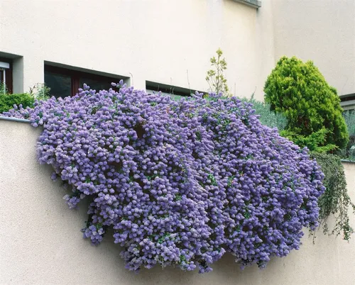 Ceanothus Cascade Säckelblume Blau - Pflegeleichter Strauch mit blauen Blüten - Sträucher mit leuchtend blauen Blüten von Mai bis Juni, immergrün und bienenfreundlich. Ideal als Solitär oder Hecke, Wuchshöhe bis 250 cm.