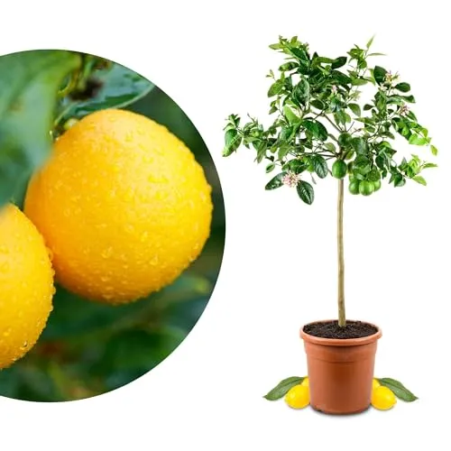 Meyer-Zitrone - Echte Zitruspflanze für Garten und Balkon - Genießen Sie den einzigartigen Geschmack der Meyer-Zitrone! Pflegeleichter Zitronenbaum für Innen und Außen, robust und ideal für kulinarische Kreationen. Inklusive Pflegetipps für erfolgreichen Anbau.