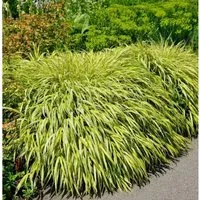 Japan Goldbandgras - Hakonechloa macra