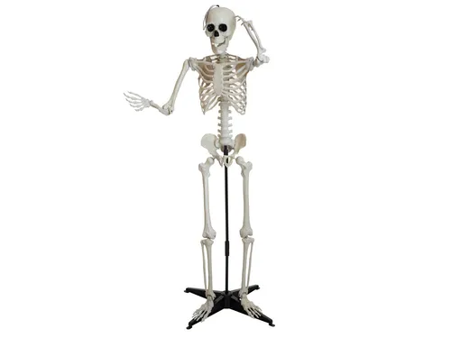 EUROPALMS Halloween Skelett, stehend, 150 cm - Gruselige Halloween Figur, 150 cm groß, mit beweglichen Armen für individuelle Posen. Ideal für schaurige Dekorationen auf Partys oder im Garten.