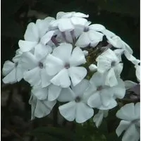 Hohe Flammenblume Weiße Wolke - Phlox paniculata