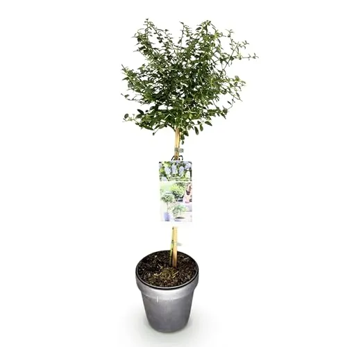 GreenboutiQ - Stamm-Pflanze - Ceanothus thyrsiflorus Repens - Terrassenpflanze - Immergrün - Winterhart - Lila Blüte - Topf 19cm Höhe 90cm