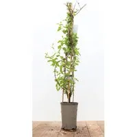 Lonicera Japonica Halliana Japanische Geißschlinge Cremeweiß 60–100 cm
