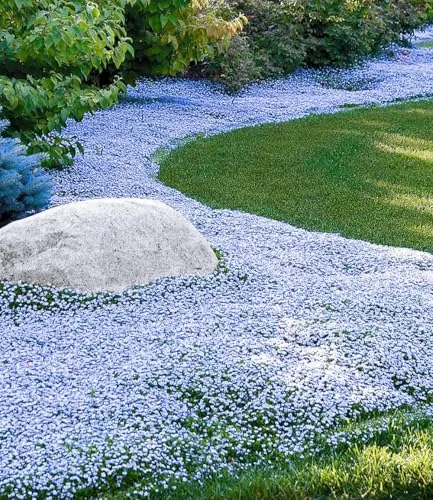 BALDUR Garten Winterharter Bodendecker Isotoma 'Blue Foot®' - 50 Pflanzen - Blumensamen & -pflanzen, trittfester blauer Bubikopf, blüht monatelang und ist ideal als Rasen-Ersatz für sonnige bis halbschattige Standorte.
