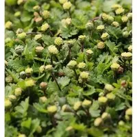 Fiederpolster Minima - Leptinella dioica