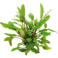 Dennerle Plants Aquariumpflanze Cryptocoryne Beckettii