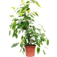 Value Greens Pflegeleichte Birkenfeige 'Forever' Ficus Benjamini 75 cm - Grünpflanze mit luftreinigenden Eigenschaften, pflegeleicht und ideal für helle Räume oder Büros. Schafft eine frische Atmosphäre und ist ein stilvoller Blickfang!
