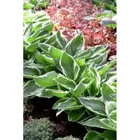 Hosta Sieboldiana Blaublattfunkie Ca. 11x11 cm Topf