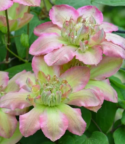 BALDUR Garten 1x Clematis 'Pistachio Cake®', Pflanze im 9x9 cm-Topf, mehrjährig & winterhart, pflegeleicht, bienenfreundlich, reichblühend, klettert & blüht am Spalier, Zaun & Obelisk, große Blüten