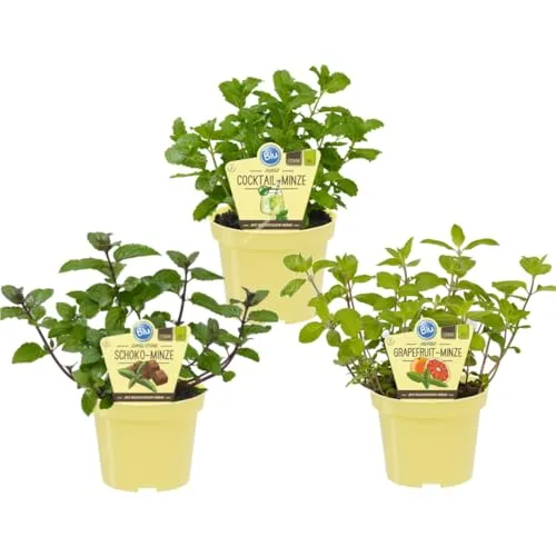 Ungewöhnliche Minze-Sorten Set mit 3 Pflanzen in BIO-Qualität Schoko HUGO Grapefruit 12cm Topf