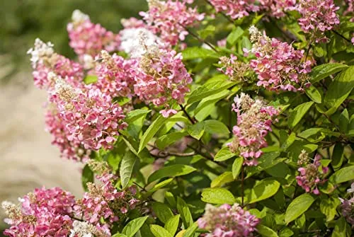 Hydrangea Paniculata Rispenhortensie Pink Diamond 40-60 cm - Blühende Zimmerpflanzen mit großen, kegelförmigen Blüten, die von Weiß zu intensivem Rosa wechseln. Pflegeleicht und winterhart, ideal für Rabatten und als Solitärpflanze.