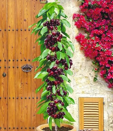 BALDUR Garten Säulenkirsche 'Garden Bing®' - platzsparender Kirschbaum für kleine Gärten - Obstsamen & -pflanzen, winterhart und ideal für Balkone & Terrassen, wächst bis ca. 2,5 m hoch und benötigt nur geringen Pflegeaufwand.