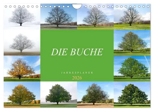 Tatjana Balzer | Die Buche: Jahresplaner 2026 (Wandkalender 2026 DIN A4...