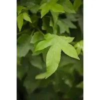 Liquidambar Styraciflua Gumball Amberbaum Kompakt 125 cm Stammhöhe