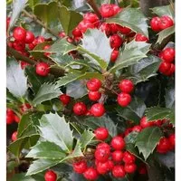 Stechpalme Ilex Heckenfee 100-125cm - Ilex meserveae - Sträucher, ideal für schmale Hecken, pflegeleicht und winterfest mit attraktiven Blüten und knallroten Beeren.