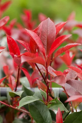 Photinia fraseri 'Devil's Dream' – Rote Glanzmispel, 1 St. - Immergrüner Zierstrauch mit intensiv rotem Neuaustrieb und glänzendem Laub. Ideal für Hecken, als Solitär oder Kübelpflanze. Pflegeleicht und dekorativ das ganze Jahr über.