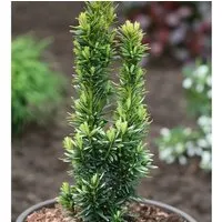 Gelbe Säulen Eibe David 30-40cm - Taxus baccata