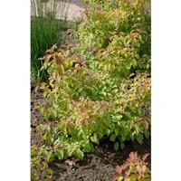 Cornus Sanguinea Midwinter Fire - Leuchtend Orange Zierstrauch 80–100 cm - Der Cornus Sanguinea Midwinter Fire begeistert mit leuchtenden Rindenfarben und zarten Blüten. Ideal für naturnahe Gärten, bringt er Farbe in den Winter und ist pflegeleicht.