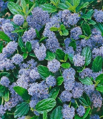 BALDUR Garten immergrüne Säckelblume Blauer Ceanothus 'Blue Mound', 1 Pflanze, Kalifornischer Flieder winterhart, trockenresistent, pflegeleicht, Wasserbedarf gering, blühend