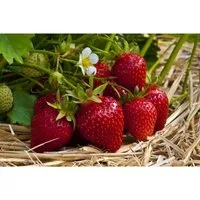 Fragaria Vesca Ostara Walderdbeere Rot Ca. 9x9 Cm Topf