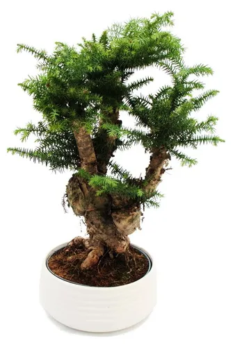 Exotenherz Araucaria cunninghamii Bonsai 65cm - Neuguinea-Araukarie im stilvollen Design, ca. 65 cm hoch. Ideal für jeden Raum, bringt Eleganz und einen Hauch Natur in Ihr Zuhause. Perfekt für Sideboards oder Tische.