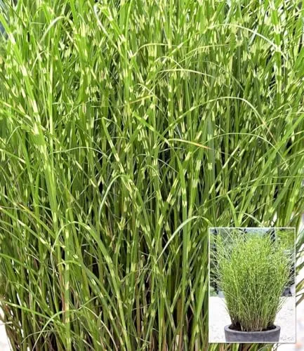 BALDUR Garten 2x Chinaschilf Zebragras, Pflanzen im 9x9 cm-Topf, Miscanthus zebrinus strictus, Chinagras, aufälliges Ziergras, winterharte Staude, mehrjährig, Schnittblume, pflegeleicht