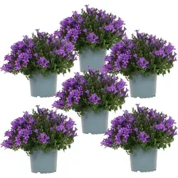 Campanula Addenda - Lila Glockenblume im 12cm Topf - Winterharte Gartenpflanze, ideal als Bodendecker für 1m², 6 Pflanzen für eine farbenfrohe Gestaltung Ihres Gartens.