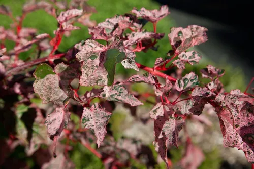 Acer conspicuum 'Red Flamingo' - Schlangenhaut-Ahorn - Ziergehölz mit einzigartiger, rot-weißer Rinde und farbenfrohen Blättern. Pflegeleicht, winterhart und bienenfreundlich – ideal für jeden Garten!