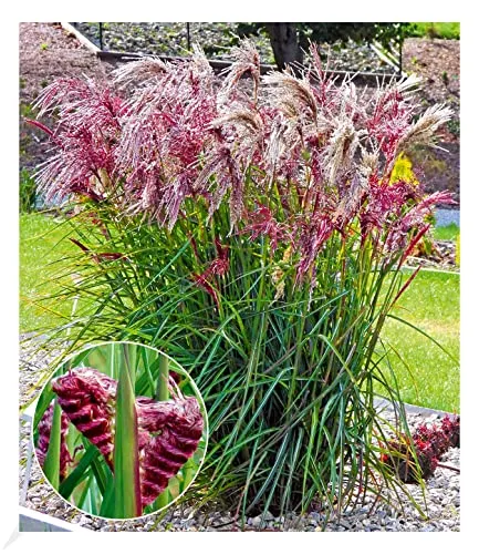 BALDUR Garten Miscanthus Boucle® - Winterharte Staude - Gräsersamen & -pflanzen, mehrjährig und pflegeleicht, ideal für sonnige bis halbschattige Standorte mit schöner Blüte im Herbst.