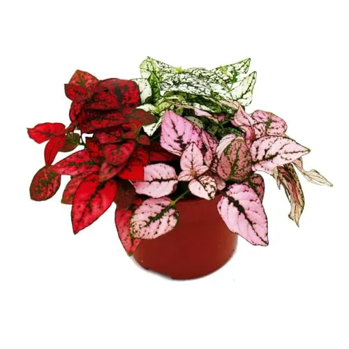 Dreifarbige Punktblume - Hypoestes phyllostachya - 12cm Topf - Farbenfrohe Punktblume für dein Zuhause! Mit bunten Blättern bringt die Hypoestes phyllostachya fröhliche Akzente in jeden Raum. Pflegeleicht und ideal für die Verschönerung deiner grünen Oase. Topfgröße: 12cm.