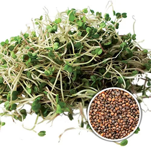 500g BIO Keimsprossen Salatrauke Ruca Keimsaat Mikrogrün Kresse Keimling Mikrogreens