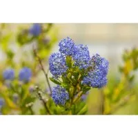 Ceanothus impressus 'Victoria' – Winterharter Zierstrauch für Garten & Hecke - Immergrüner, pflegeleichter Zierstrauch mit leuchtend blauen Blüten. Ideal für Beet, Hecke und Kübel. Robuste Pflanze, die Sonne bis Halbschatten liebt und sich perfekt für Terrassen und Balkone eignet.
