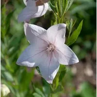 Ballonblume Perlmutterschale - Platycodon grandiflorus