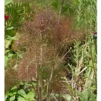 Purpur Fenchel - Foeniculum vulgare