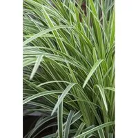 Carex Morrowii Ice Dance Japan-Segge Immergrün 3-5 Liter Container