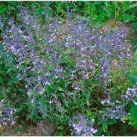 Penstemon Heterophyllus Züriblau Bartfaden Ca. 9x9 cm Topf
