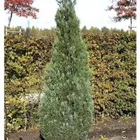 Blaue Kegelzypresse 50-60cm - Chamaecyparis,awsoniana
