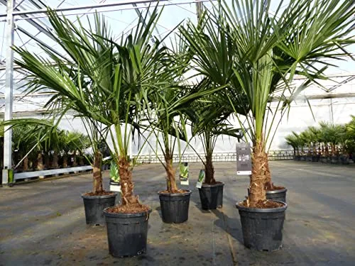 gruenwaren jakubik Trachycarpus fortunei 130-150 cm Palme Hanfpalme - Baumsamen & -pflanzen: Winterharte Hanfpalme bis -18°C, erstklassige Qualität, voll durchwurzelt und in verschiedenen Topffarben erhältlich.