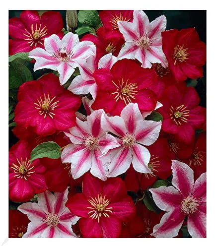 BALDUR Garten 2er Set Clematis Nelly Moser & Ville de Lyon, Pflanzen im 9x9 cm-Topf, Klematis, mehrjährige blühende Kletterpflanzen, winterhart, bienenfreundlich, Clematis Hybride
