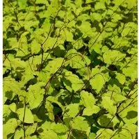 Perlenschnur Knöterich - Persicaria filiformis