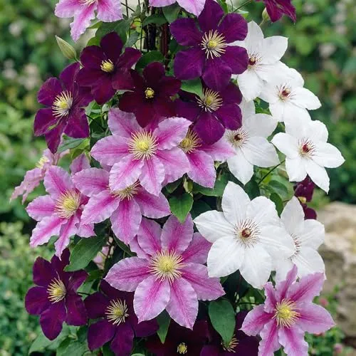 Clematis Tricilor Kollektion - 3 Pflanzen in Weiß, Rot und Violett - Erleben Sie die Vielfalt mit 3 winterharten Clematis-Pflanzen in verschiedenen Farben. Pflegeleicht und ideal für sonnige Plätze, sorgen sie für spektakuläre Blüten in Ihrem Garten. Hochwertige Pflanzen aus den Niederlanden, bereit für Ihren Garten.