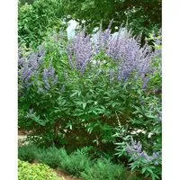 Vitex Agnus-Castus Mönchspfeffer - Zierstrauch für sonnige Gärten - Der Echte Mönchspfeffer ist ein attraktiver Zierstrauch mit blauen bis violetten Blütenrispen. Ideal für volle Sonne, pflegeleicht und robust, bringt er Farbe in den Garten von Spätsommer bis Herbst.