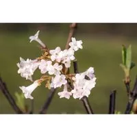 Viburnum bodnantense 'Charles Lamont' - Duftschneeball mit rosa Blüten - Winterharter Duftschneeball mit zartrosa Blüten, die von November bis März blühen. Ideal für Hecken und Rabatten, pflegeleicht und perfekt für Gartenanfänger.