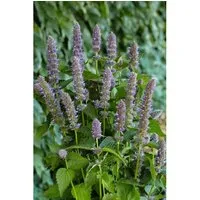 Agastache Foeniculum Anisysop Purple Haze Ca. 11x11 cm Topf