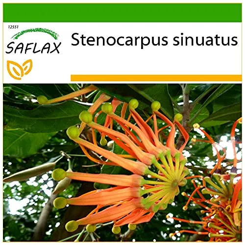 SAFLAX - Australischer Feuerradbaum - 20 Samen - Mit keimfreiem Anzuchtsubstrat - Stenocarpus sinuatus