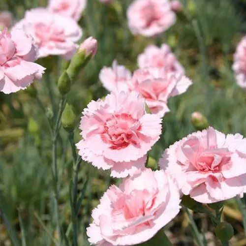 Feder Nelke - Dianthus plumarius 'Doris' | Topf 9cm x 9cm 6 x
